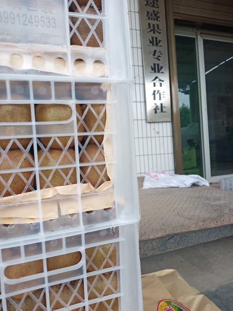 海沃德！绿心猕猴桃，可以各种加工用果！出成在百分之九十五