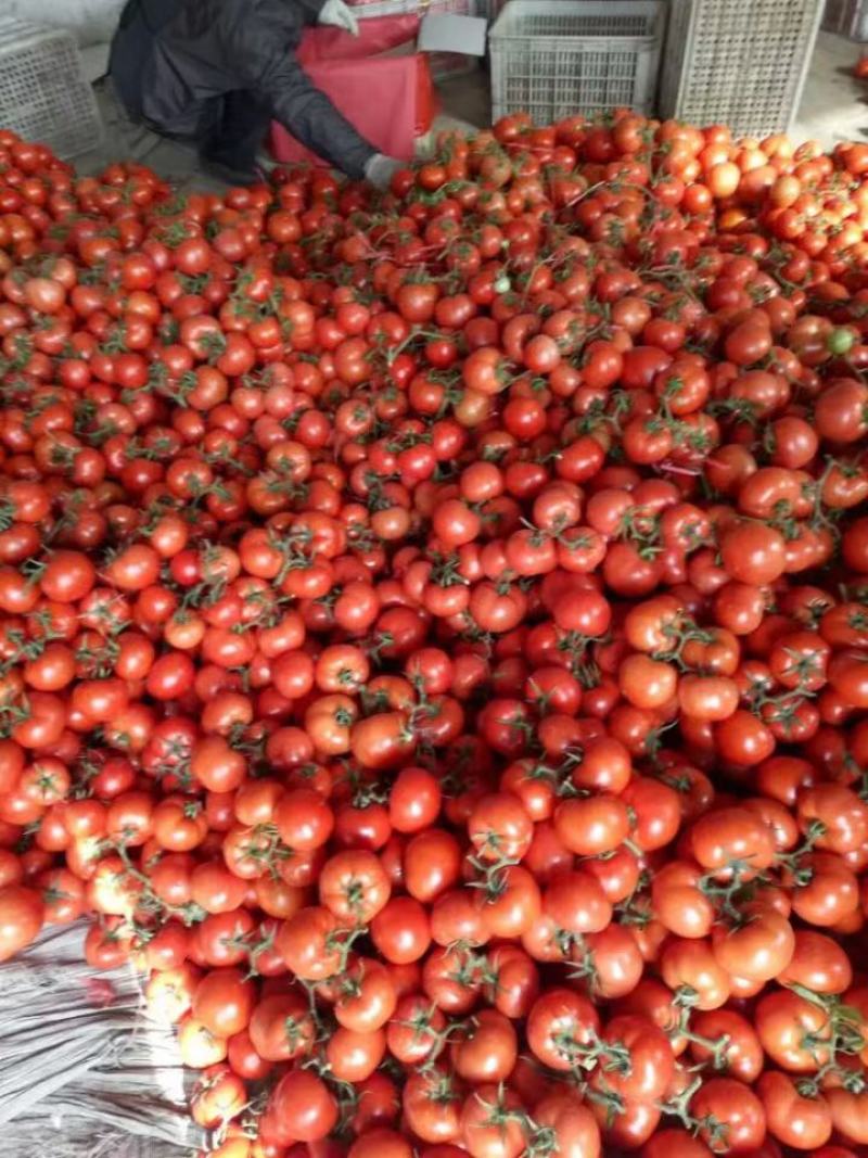 【西红柿产地批发】大红硬粉、价格便宜质量好