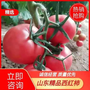 【西红柿产地批发】大红硬粉、价格便宜质量好