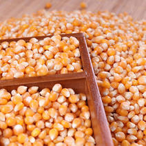 供应进口玉米粒干玉米玉米玉米粒需自备玉米进口配额