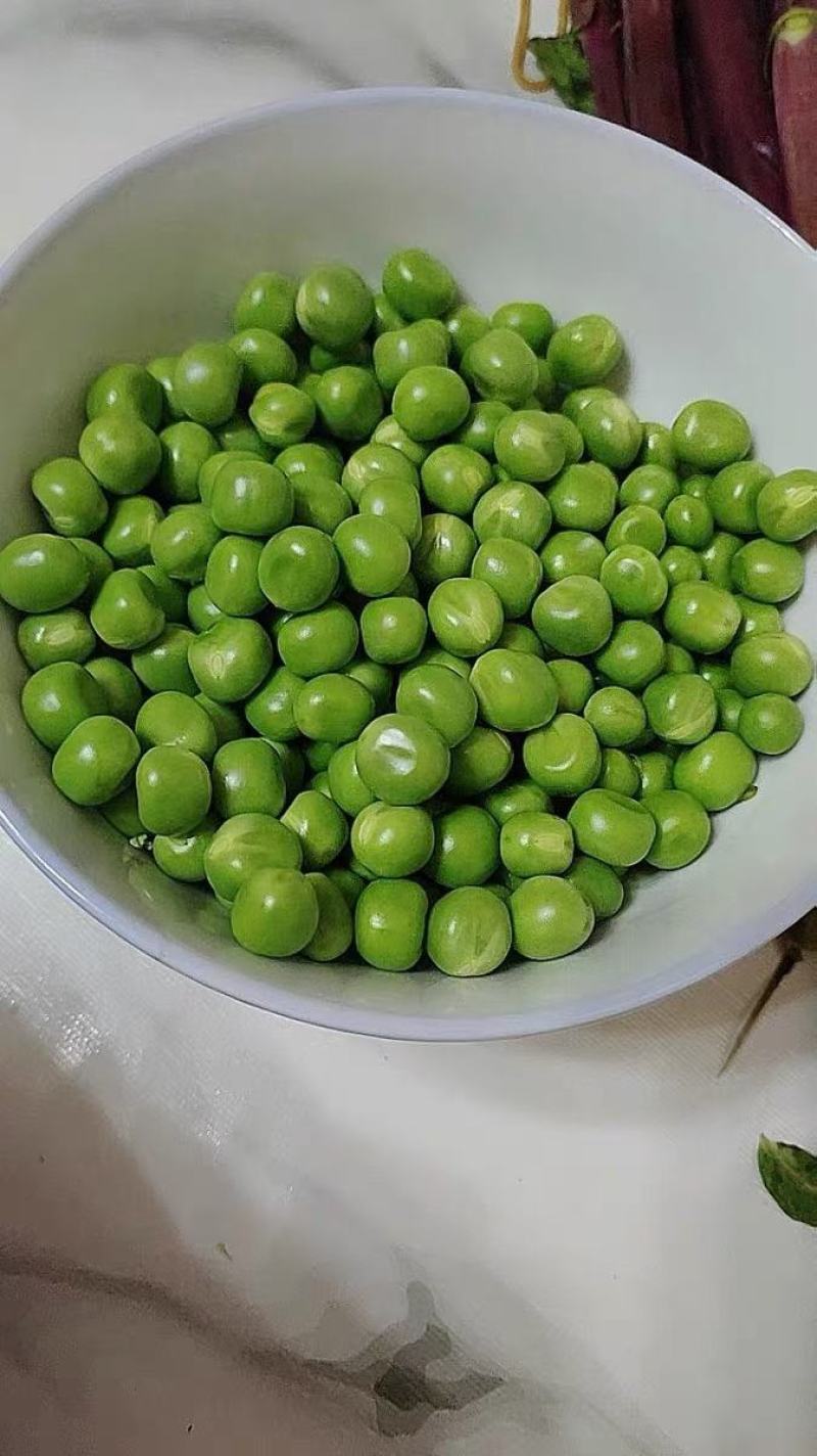 大凉山会东青豌豆水果豌豆口感清甜籽粒饱满市场走货特别快