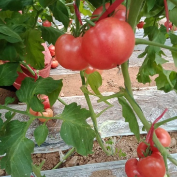 水果西红柿和硬粉西红柿