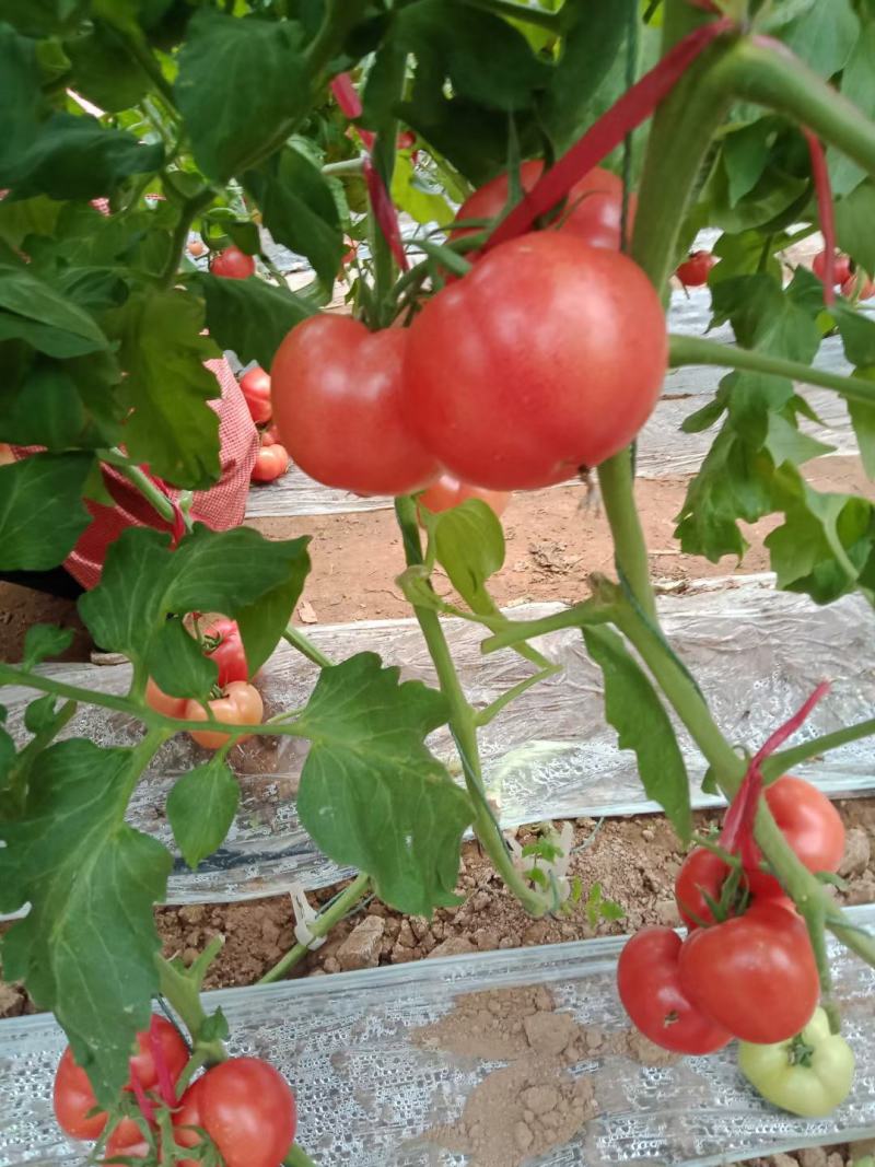 水果西红柿和硬粉西红柿