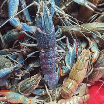 澳洲淡水蓝龙虾小龙虾基地直供常年稳定供货
