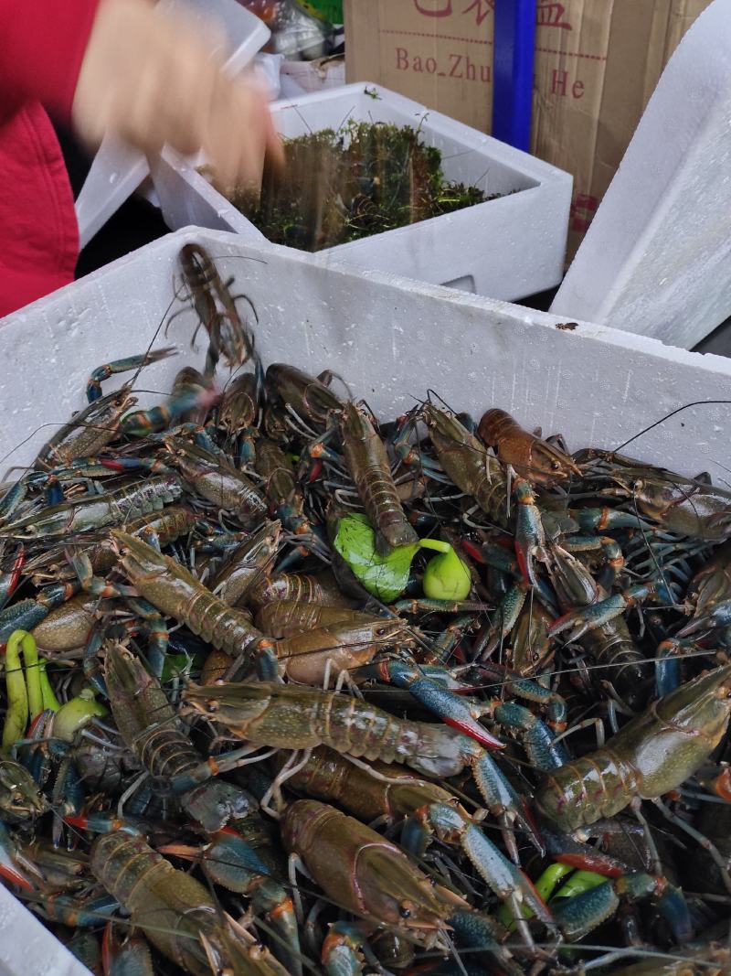 澳洲淡水蓝龙虾小龙虾基地直供常年稳定供货