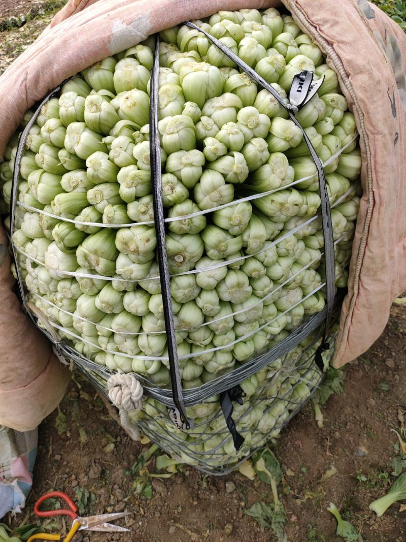 福建省10000斤包送