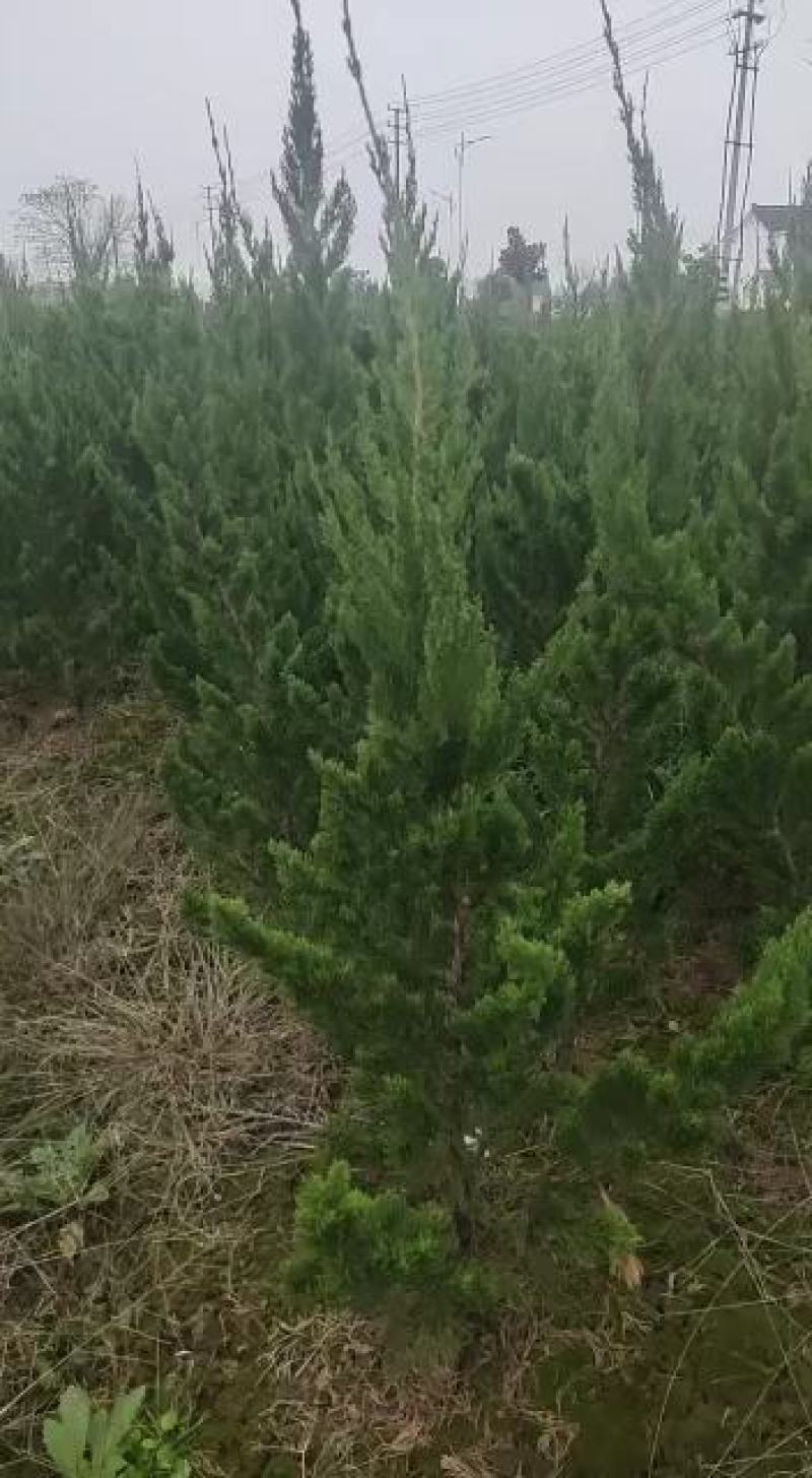 精品龙柏有要的联系我自家苗圃有要的下单联系我大量供应