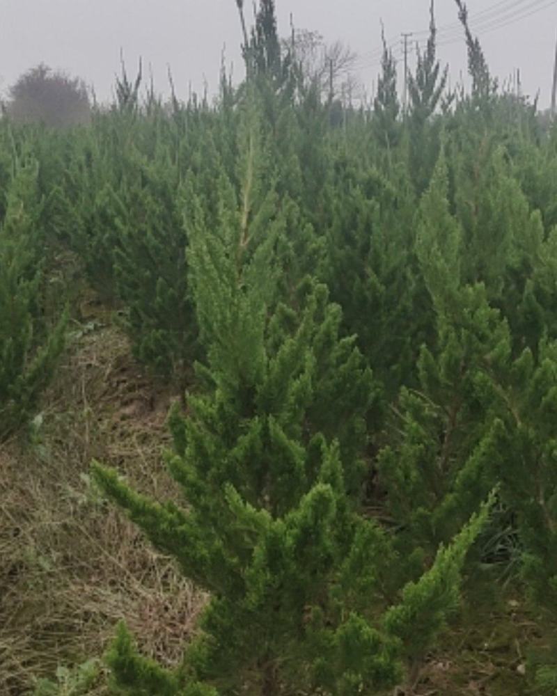 精品龙柏有要的联系我自家苗圃有要的下单联系我大量供应