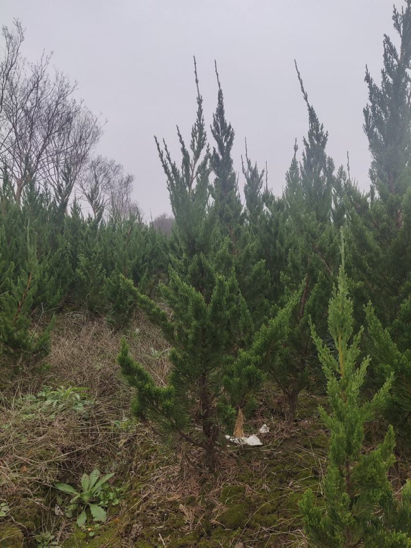 精品龙柏有要的联系我自家苗圃有要的下单联系我大量供应