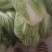 精品白菜精品大白菜长期有货。合作共赢，诚信为本。