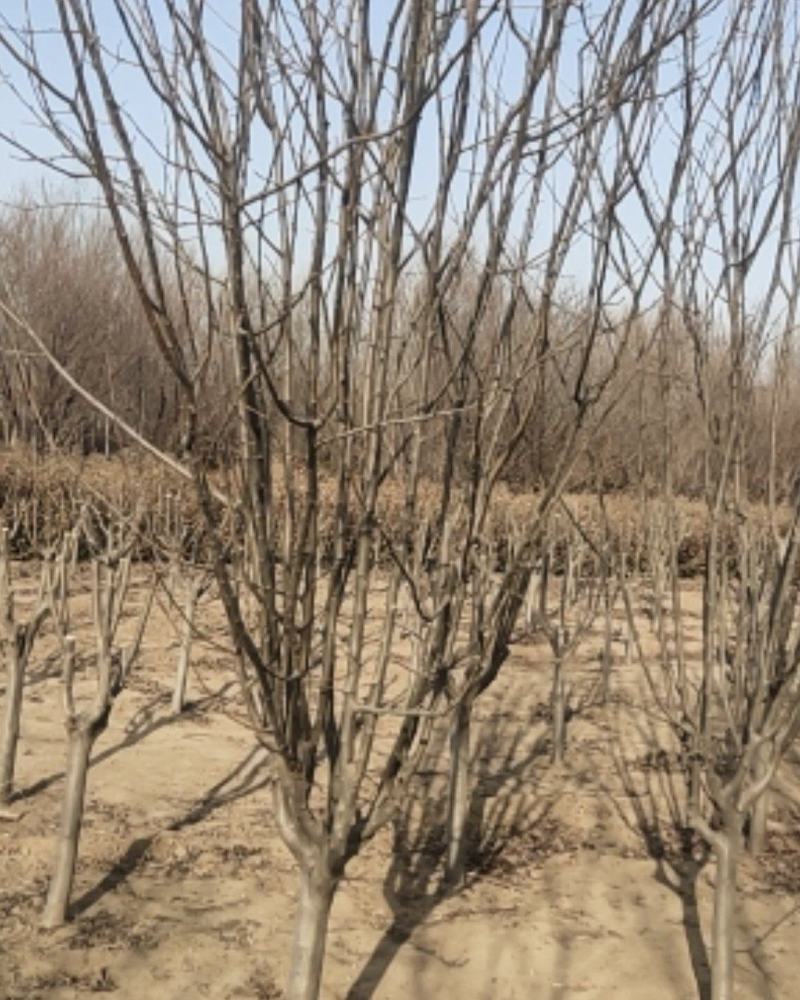 西府海地径八到十公分的