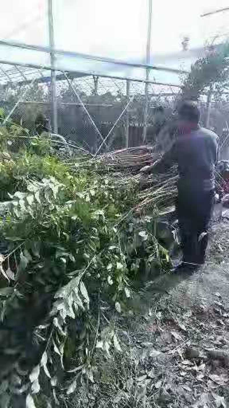 苗圃出售恐龙蛋李子苗，西梅李子苗，清脆李子苗，需要的下单