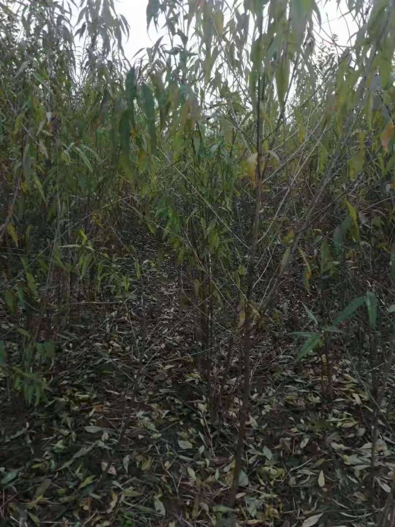 苗圃出售恐龙蛋李子苗，西梅李子苗，清脆李子苗，需要的下单