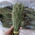 独脚金大量有货长期供应，质量把关，颜色青绿！！