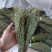 独脚金大量有货长期供应，质量把关，颜色青绿！！