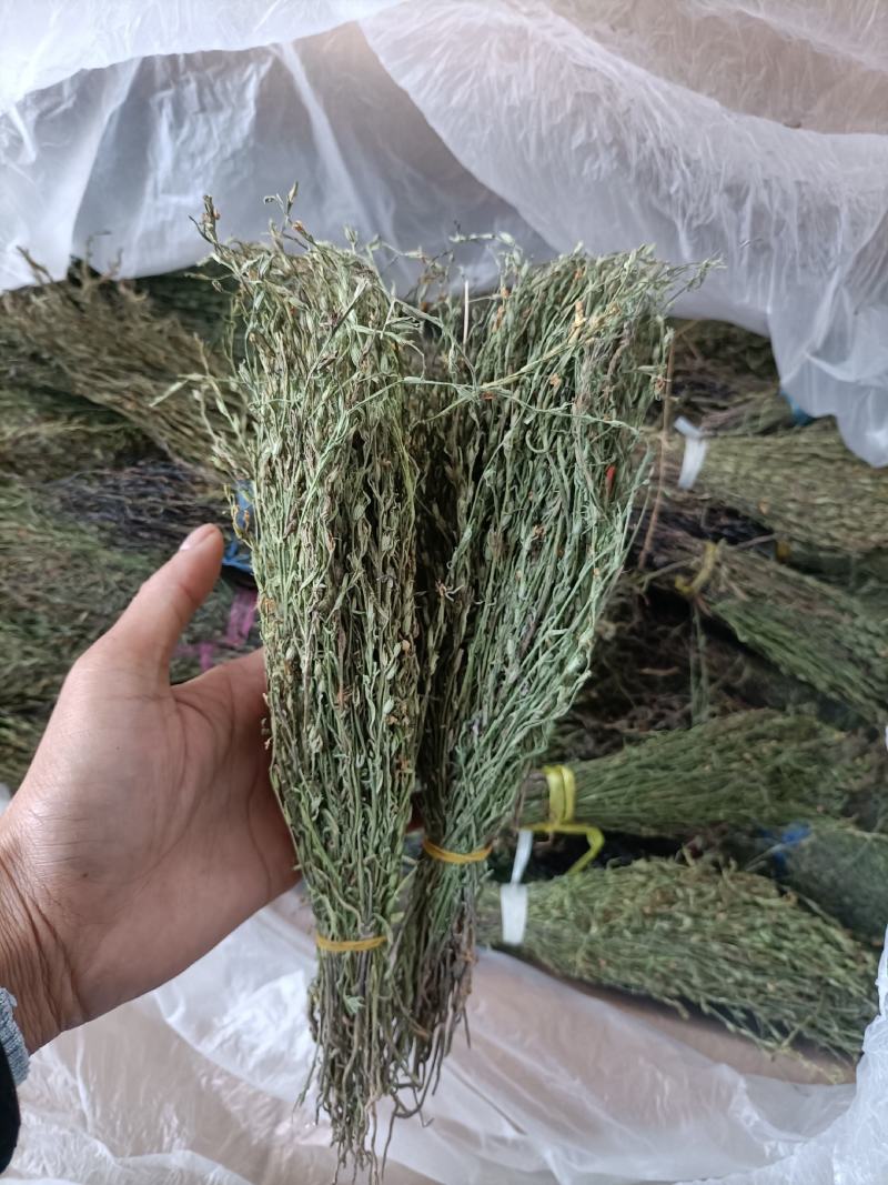 独脚金大量有货长期供应，质量把关，颜色青绿！！