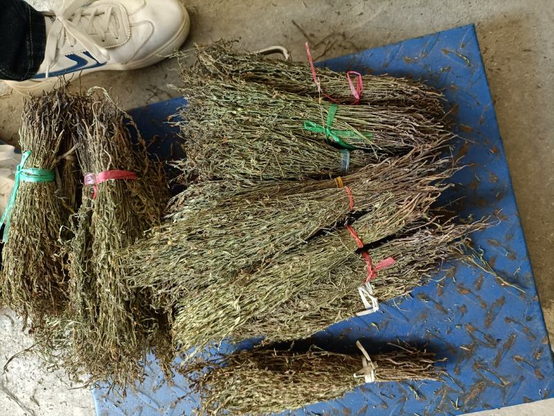 独脚金大量有货长期供应，质量把关，颜色青绿！！