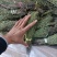 独脚金大量有货长期供应，质量把关，颜色青绿！！