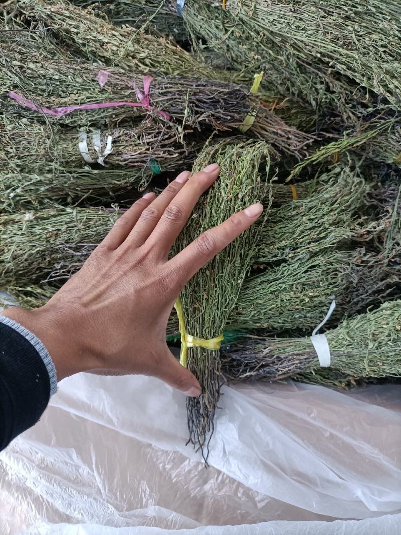 独脚金大量有货长期供应，质量把关，颜色青绿！！