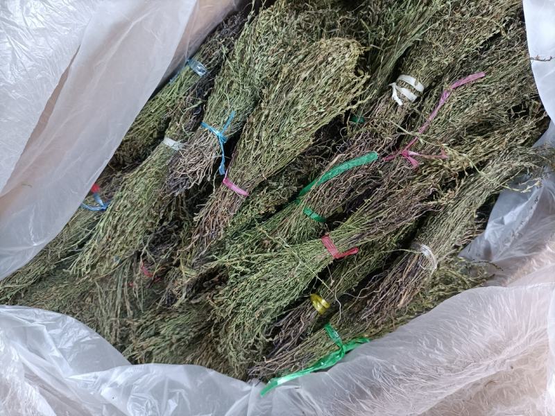 独脚金大量有货长期供应，质量把关，颜色青绿！！