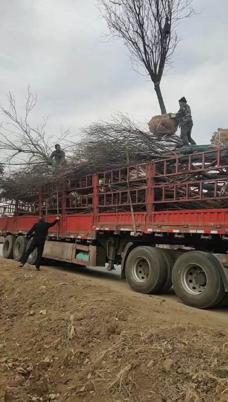 精品红叶李22公分有要的联系我自家苗圃大量供应绿化树苗