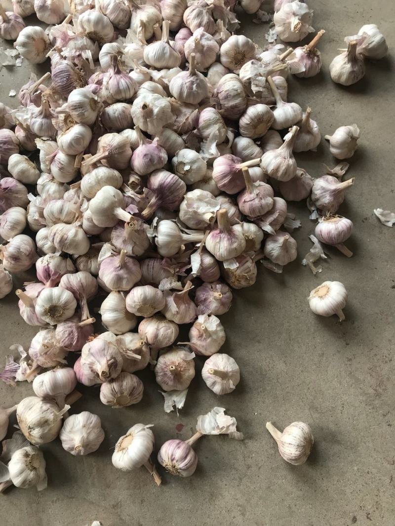 中牟冷库大蒜春节全面发售