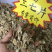 三七片三七切片本色三七绿色切面30头三七