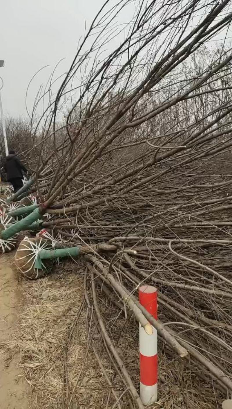 精品红叶李18公分有要的下单联系我看中就挖树发苗给老板