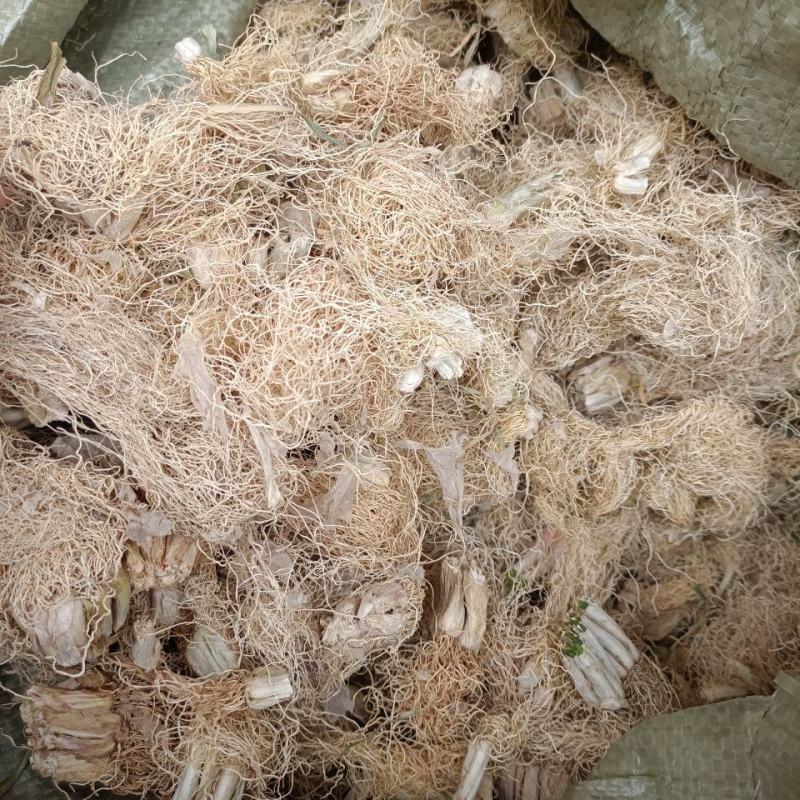 葱根葱须正品保障可打粉一手货源专业批发中药批发
