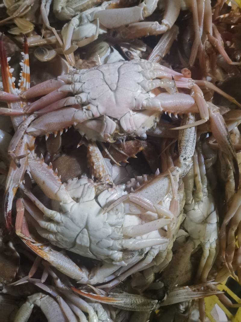 螃蟹红蟹肉蟹，香辣蟹，酒店自自助餐都可以用
