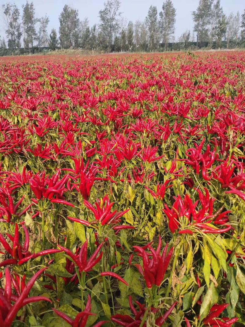 【聚便宜】红太阳簇生朝天椒种子易销售自然风干不花皮