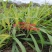 高产量巨菌草多年生牧草四季收割耐低温零下20多度抗旱强工