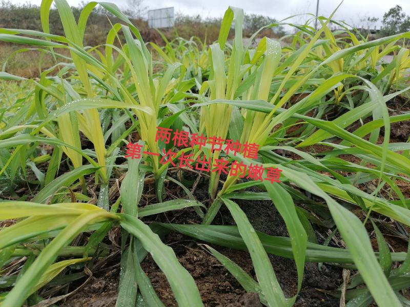 高产量巨菌草多年生牧草四季收割耐低温零下20多度抗旱强工