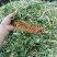 高产量巨菌草多年生牧草四季收割耐低温零下20多度抗旱强工