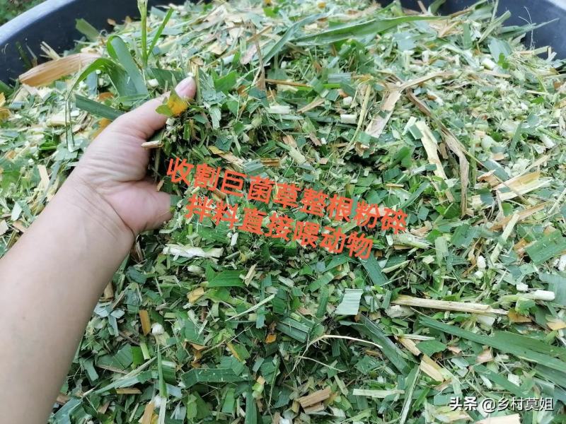 高产量巨菌草多年生牧草四季收割耐低温零下20多度抗旱强工