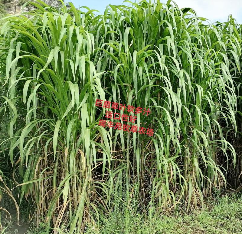 高产量巨菌草多年生牧草四季收割耐低温零下20多度抗旱强工