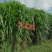 高产量巨菌草多年生牧草四季收割耐低温零下20多度抗旱强工