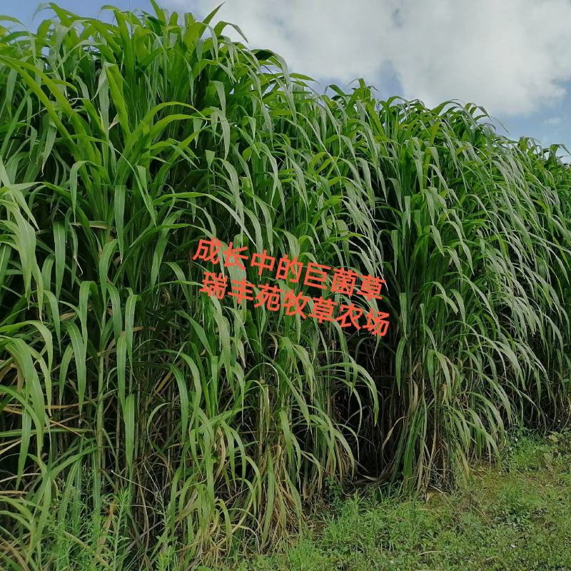 高产量巨菌草多年生牧草四季收割耐低温零下20多度抗旱强工