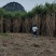 高产量巨菌草多年生牧草四季收割耐低温零下20多度抗旱强工