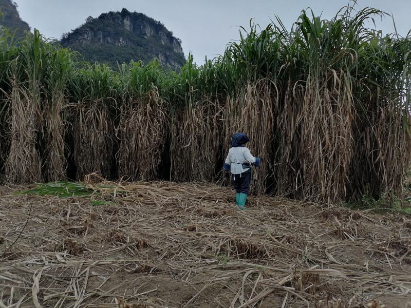 高产量巨菌草多年生牧草四季收割耐低温零下20多度抗旱强工