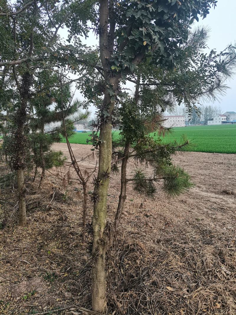 河南皂角树基地现供应优质皂角树，量大，价格低。