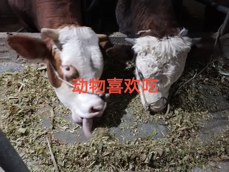 高产量巨菌草多年生牧草四季收割耐低温零下20多度抗旱强工
