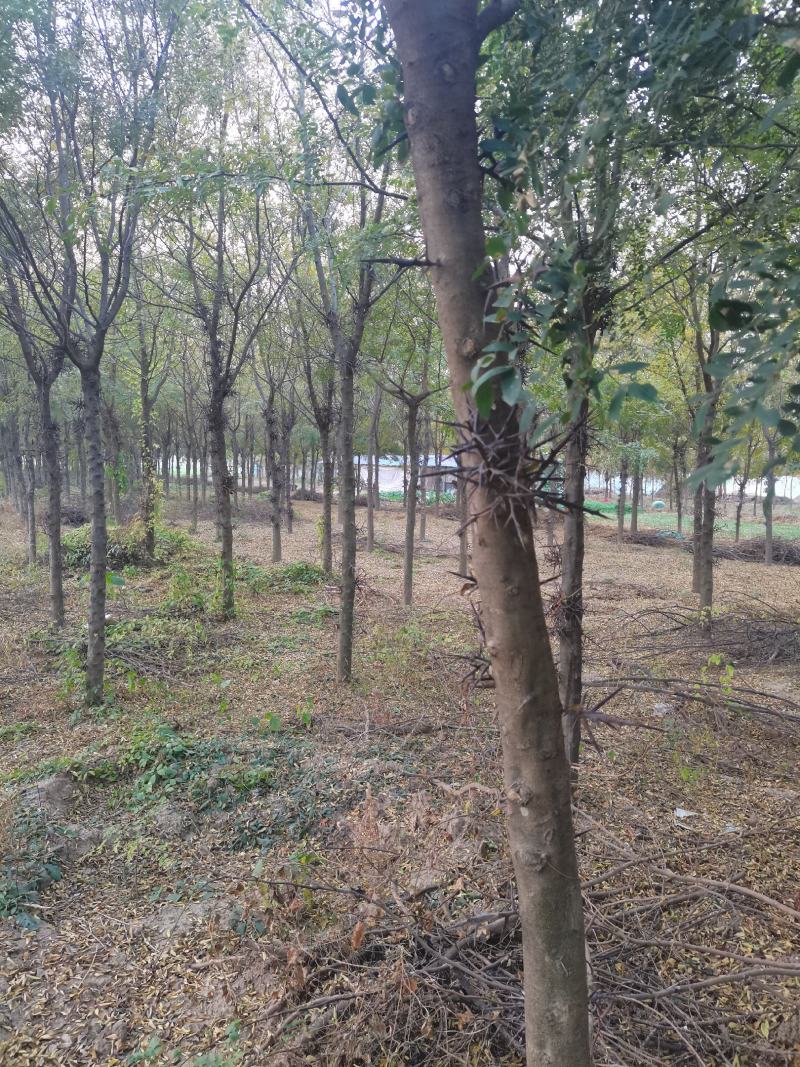 河南皂角树基地现供应优质皂角树，量大，价格低。