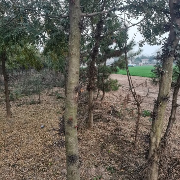 河南皂角树基地现供应优质皂角树，量大，价格低。