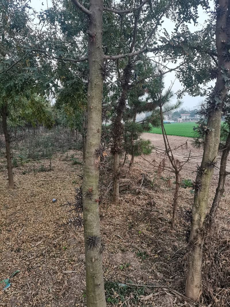 河南皂角树基地现供应优质皂角树，量大，价格低。