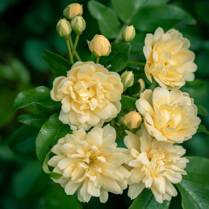 甜蜜红木香花苗爬藤植物白黄木香花四季开花浓香红色花带营养