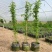 甜蜜红木香花苗爬藤植物白黄木香花四季开花浓香红色花带营养