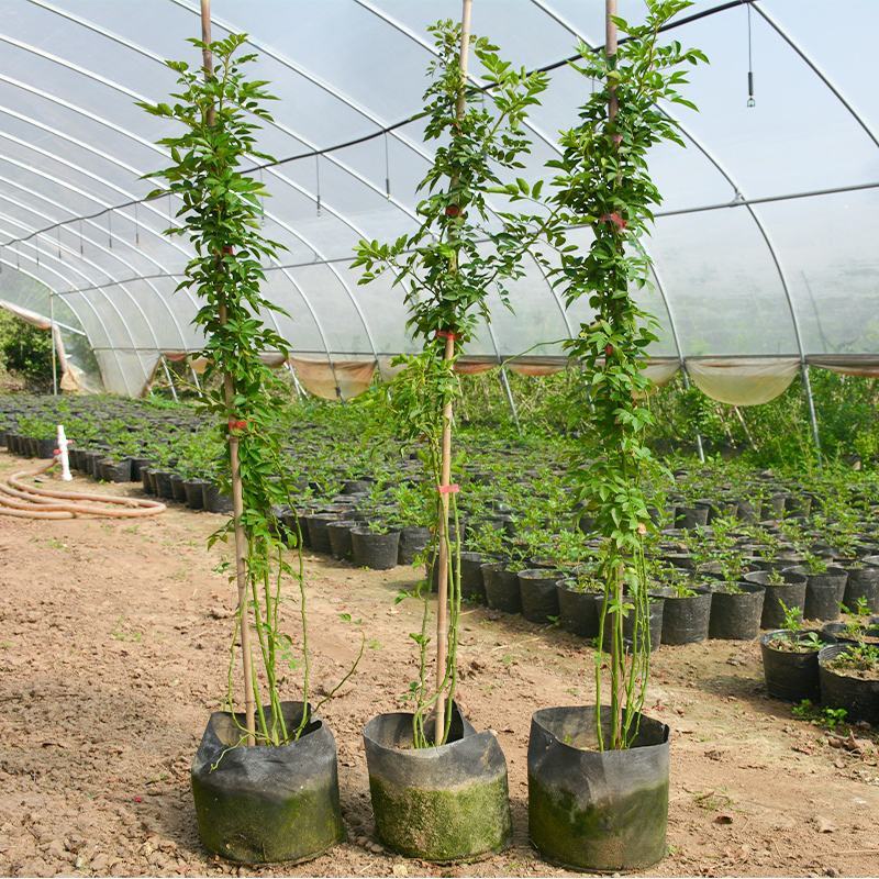 甜蜜红木香花苗爬藤植物白黄木香花四季开花浓香红色花带营养