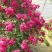 甜蜜红木香花苗爬藤植物白黄木香花四季开花浓香红色花带营养