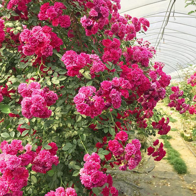 甜蜜红木香花苗爬藤植物白黄木香花四季开花浓香红色花带营养